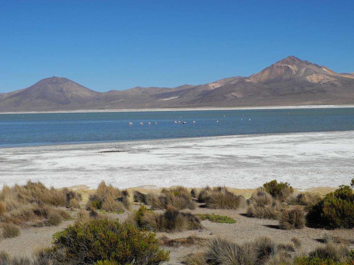 Hostal Vientos Del Altiplano Putre Buitenkant foto